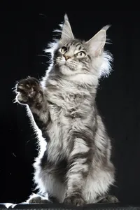 Котенок мейн-кун
