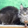 Griffon - photo 1