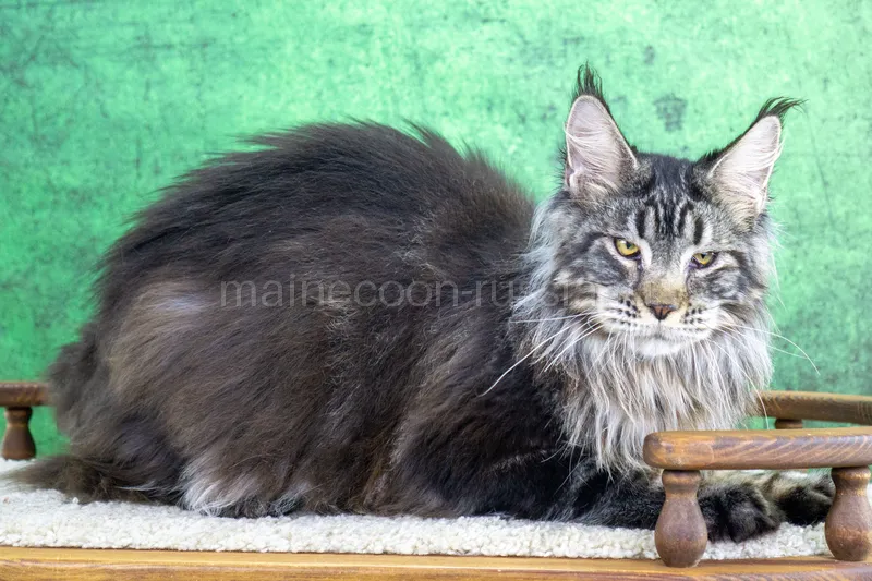 Maine Coon kitten Black Silver Classic Tabby MCO ns 22 Boy