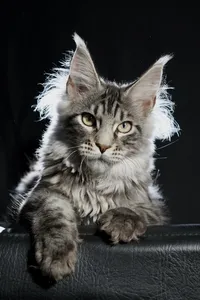Котенок мейн-кун