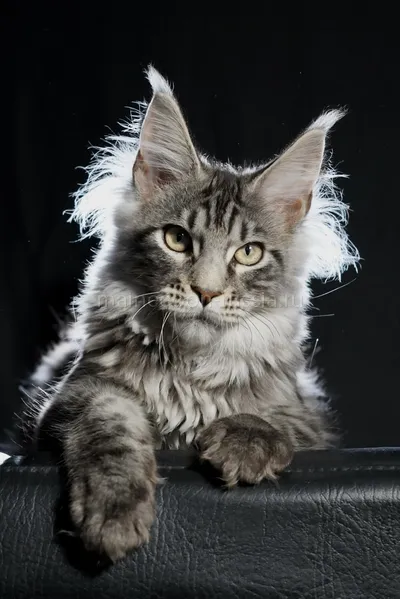 Котенок мейн-кун