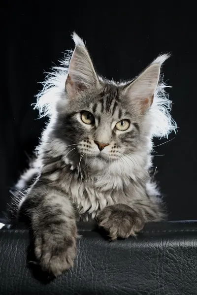 Котенок мейн-кун