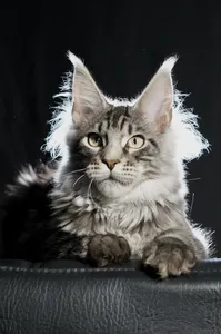 Котенок мейн-кун