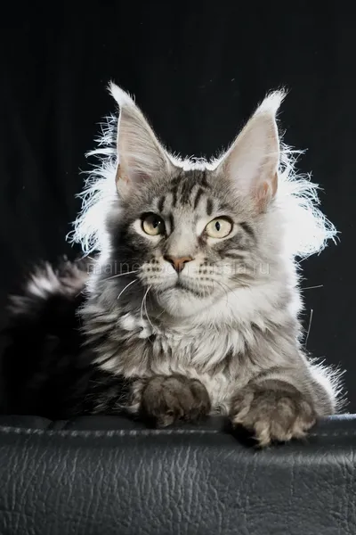 Котенок мейн-кун