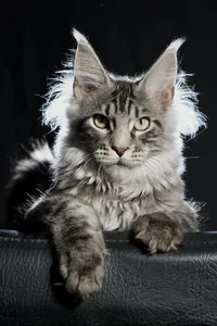 Котенок мейн-кун