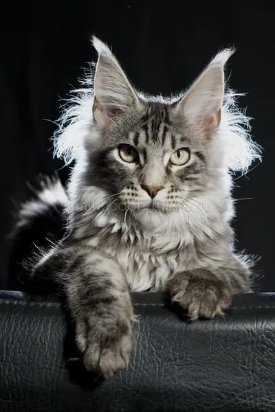 Котенок мейн-кун