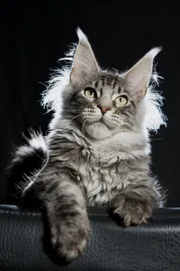 Котенок мейн-кун