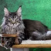 Griffon - photo 2