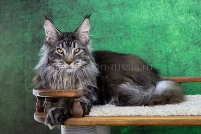 Griffon — Maine Coon kitten, Black Silver Classic Tabby MCO ns 22