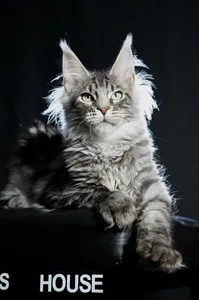 Котенок мейн-кун