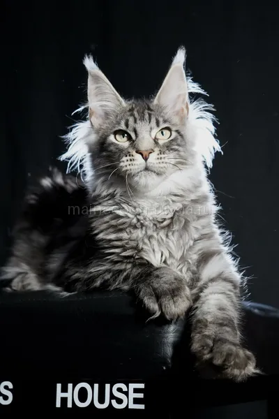 Котенок мейн-кун