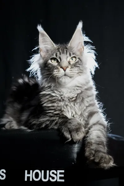 Котенок мейн-кун