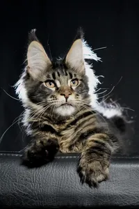 Котенок мейн-кун