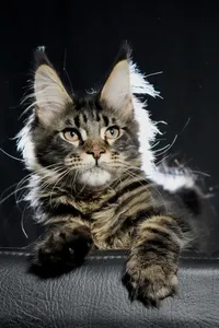 Котенок мейн-кун
