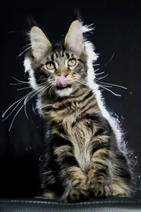 Котенок мейн-кун