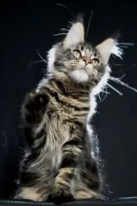 Котенок мейн-кун