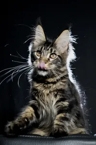 Котенок мейн-кун