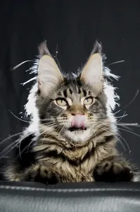 Котенок мейн-кун