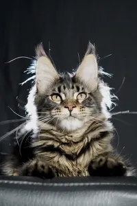 Котенок мейн-кун
