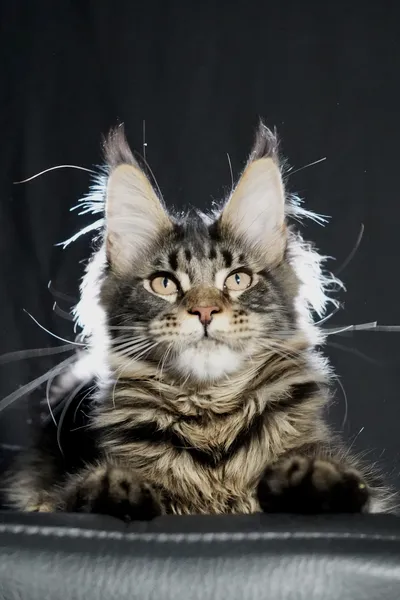 Котенок мейн-кун