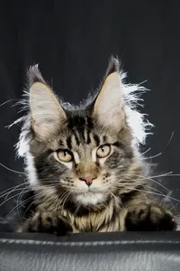 Котенок мейн-кун