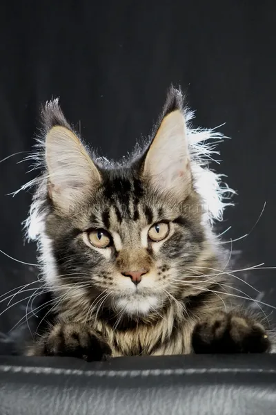 Котенок мейн-кун