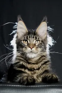 Котенок мейн-кун