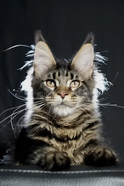 Котенок мейн-кун