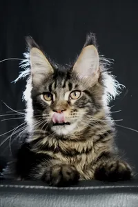 Котенок мейн-кун