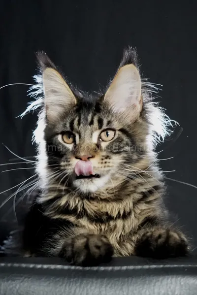 Котенок мейн-кун