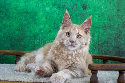 Nensi — Котенок мейн-кун, Кремовый MCO e