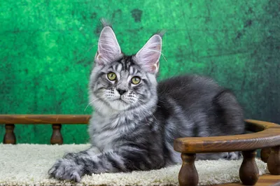 Maine Coon kitten