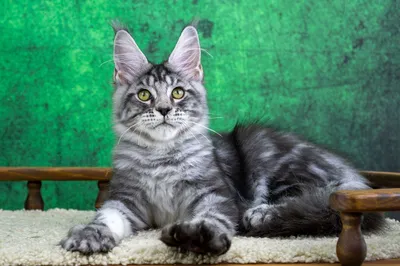 Maine Coon kitten