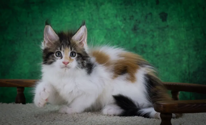 Maine Coon kitten Tortie Classic Tabby with white MCO f 03 22 Girl