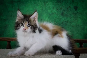 Котенок мейн-кун