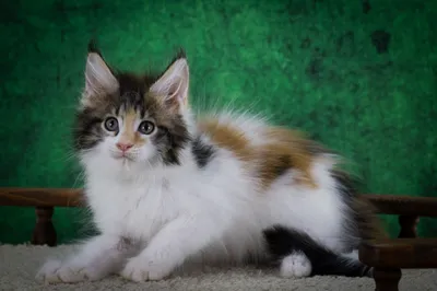 Котенок мейн-кун