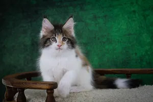 Котенок мейн-кун