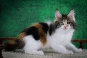 Котенок мейн-кун