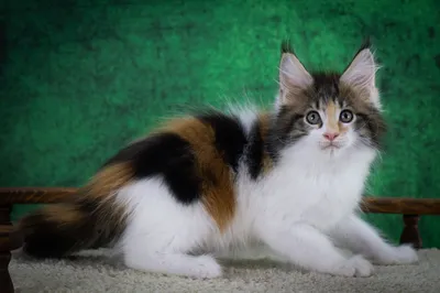 Котенок мейн-кун