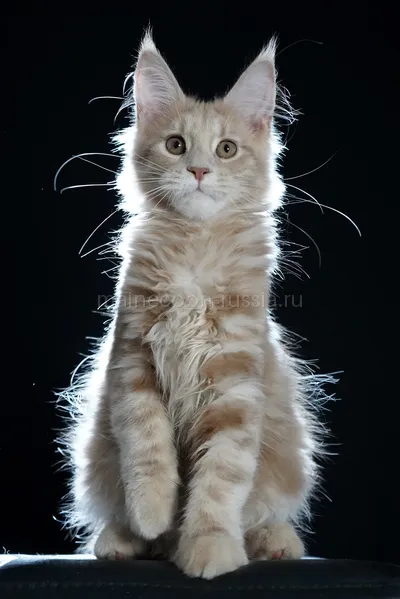 Котенок мейн-кун
