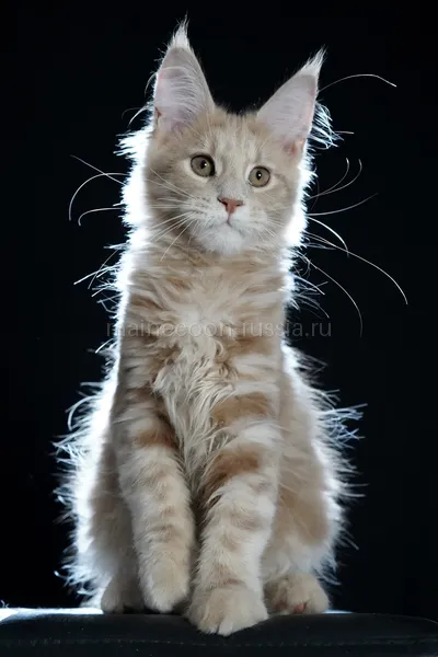 Котенок мейн-кун
