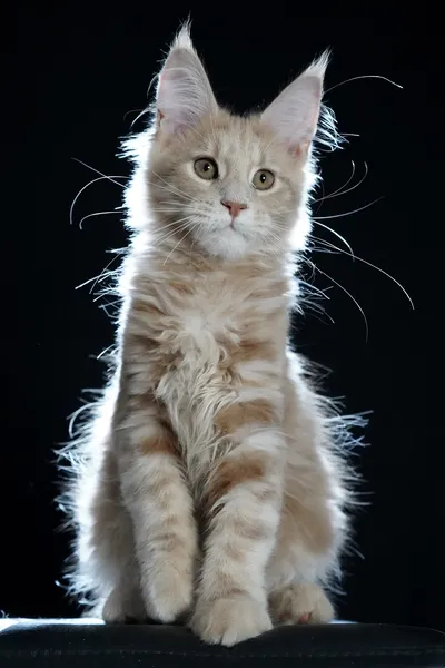 Котенок мейн-кун