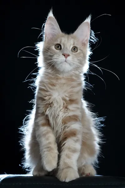 Котенок мейн-кун