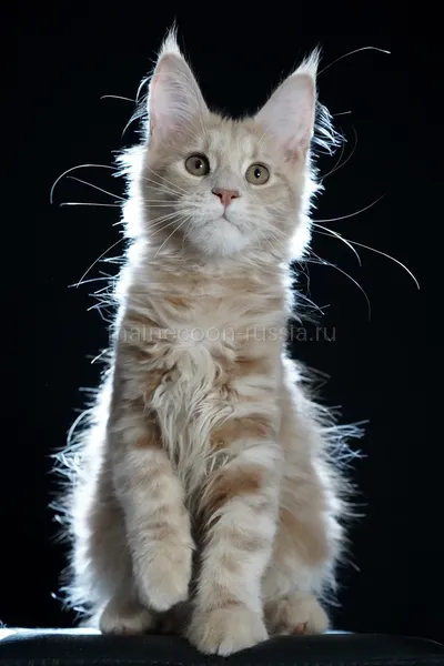 Котенок мейн-кун