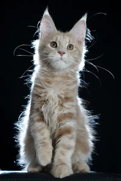 Котенок мейн-кун