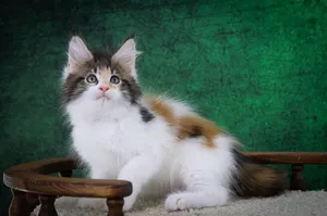 Котенок мейн-кун