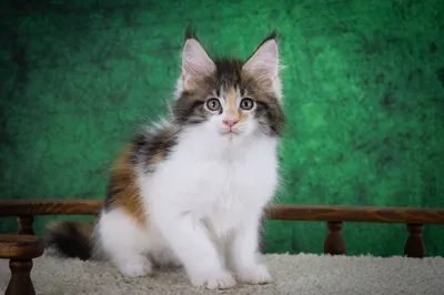 Котенок мейн-кун