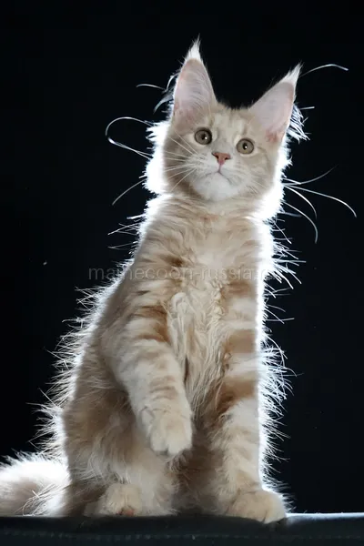 Котенок мейн-кун
