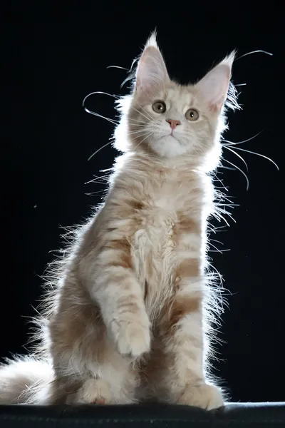 Котенок мейн-кун