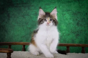 Котенок мейн-кун